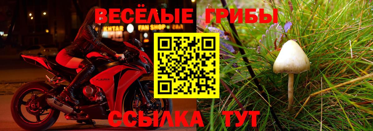 Псилоцибиновые грибы Psilocybe Дмитров